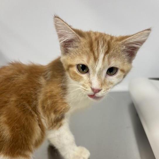 Enlarge Eenie, a Adoptable Domestic Short Hair in Hampton Bays, NY image 2/2