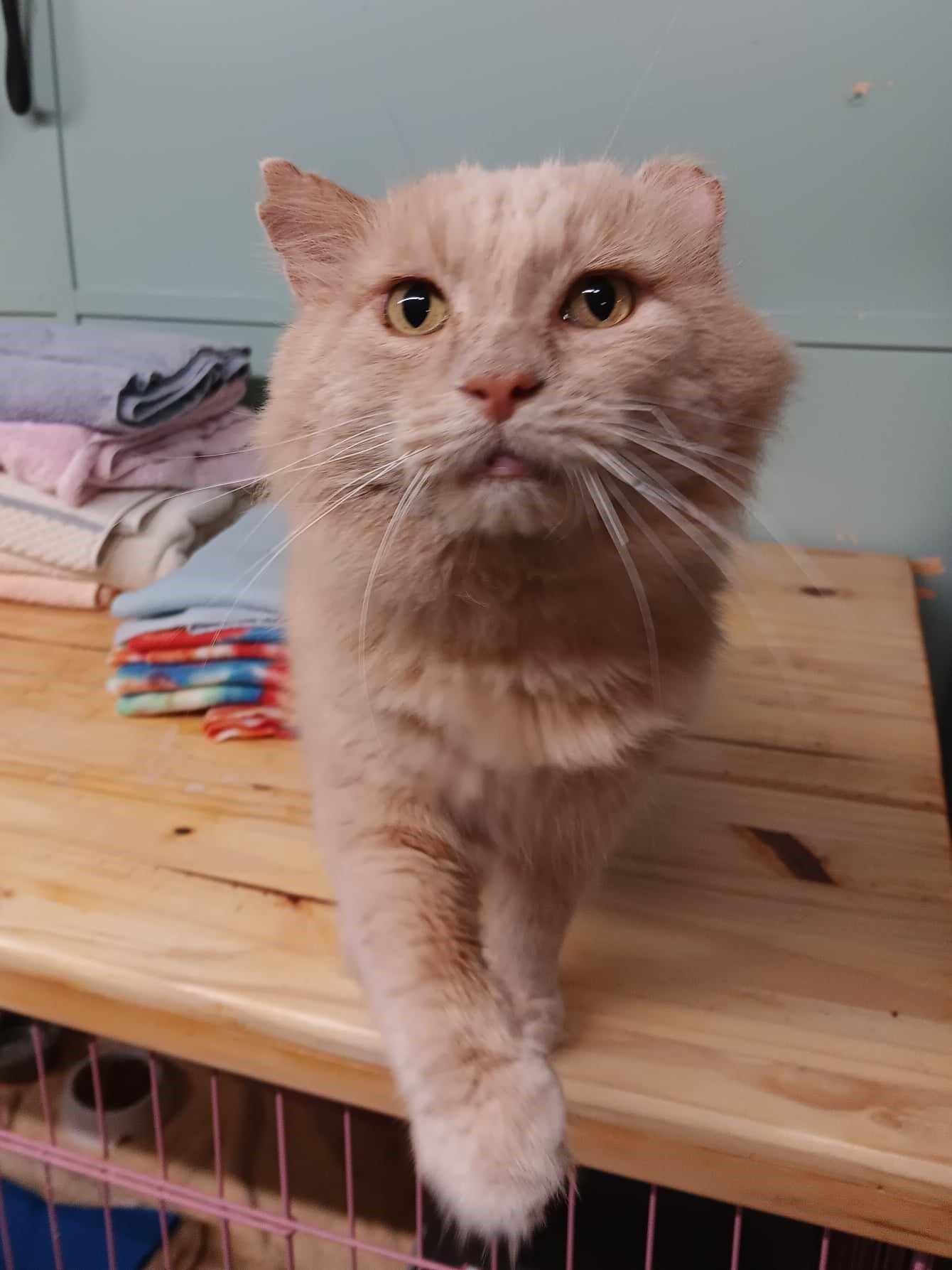 Enlarge Finn, an adoptable Domestic Medium Hair in Vine Grove, KY image 5/6