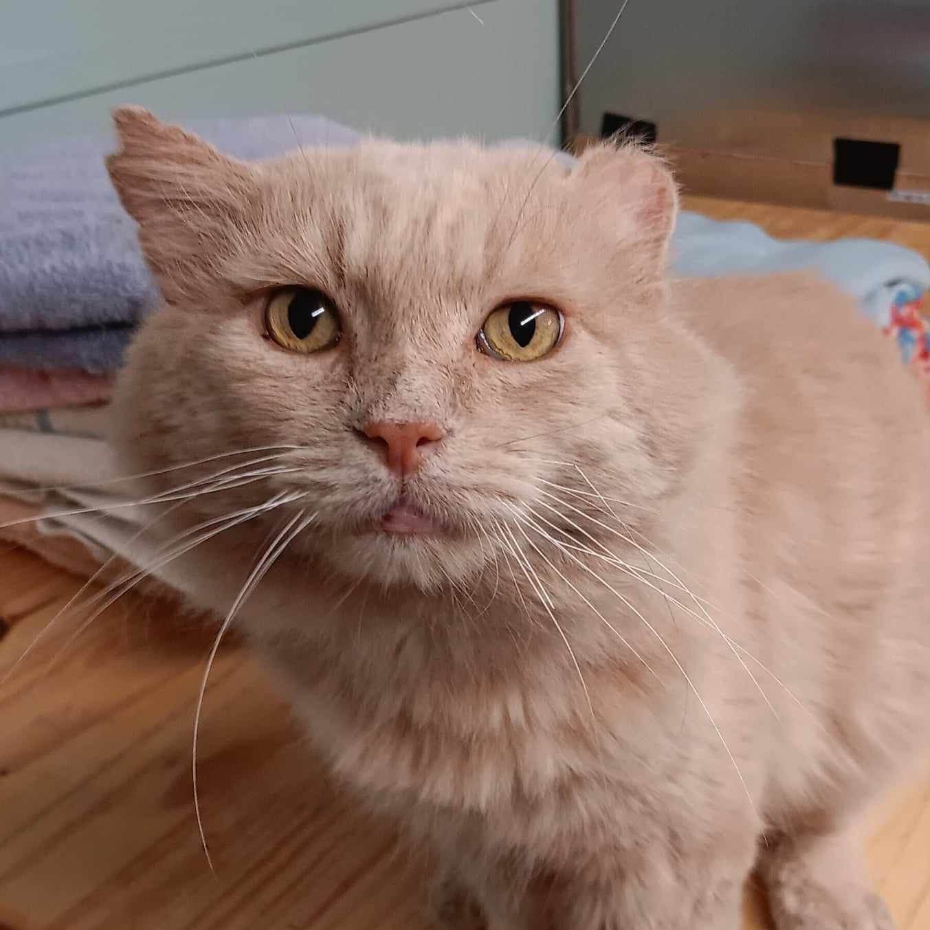 Enlarge Finn, an adoptable Domestic Medium Hair in Vine Grove, KY image 1/6