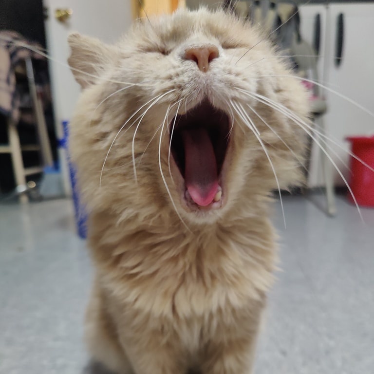 Enlarge Finn, an adoptable Domestic Medium Hair in Vine Grove, KY image 2/6