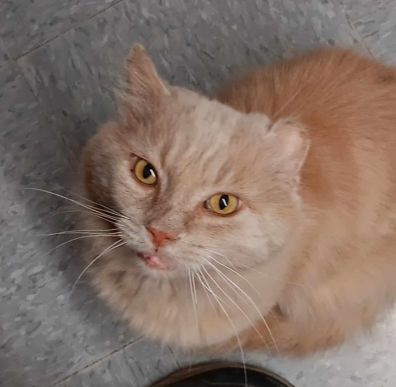 Enlarge Finn, an adoptable Domestic Medium Hair in Vine Grove, KY image 6/6