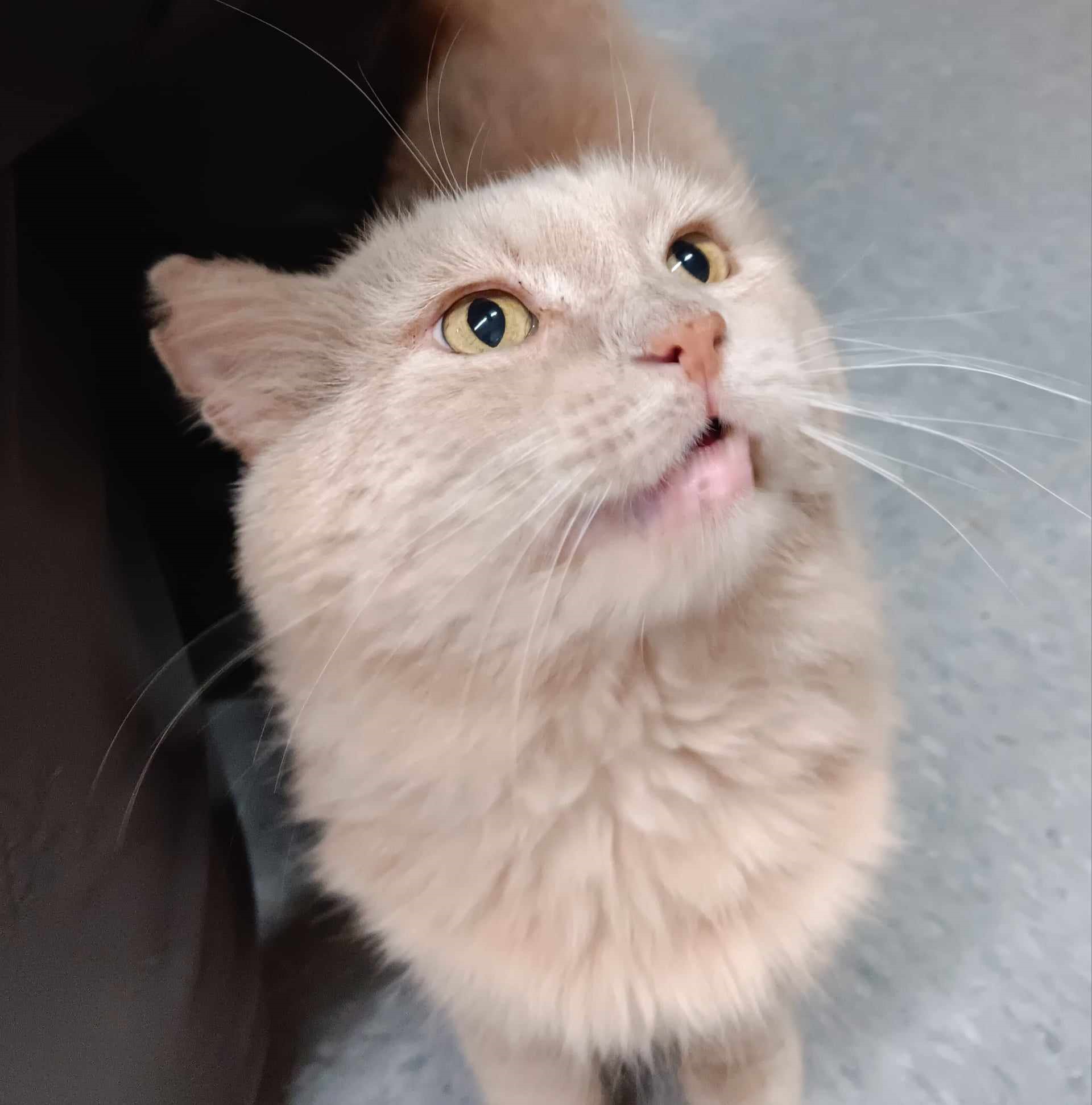 Enlarge Finn, an adoptable Domestic Medium Hair in Vine Grove, KY image 4/6