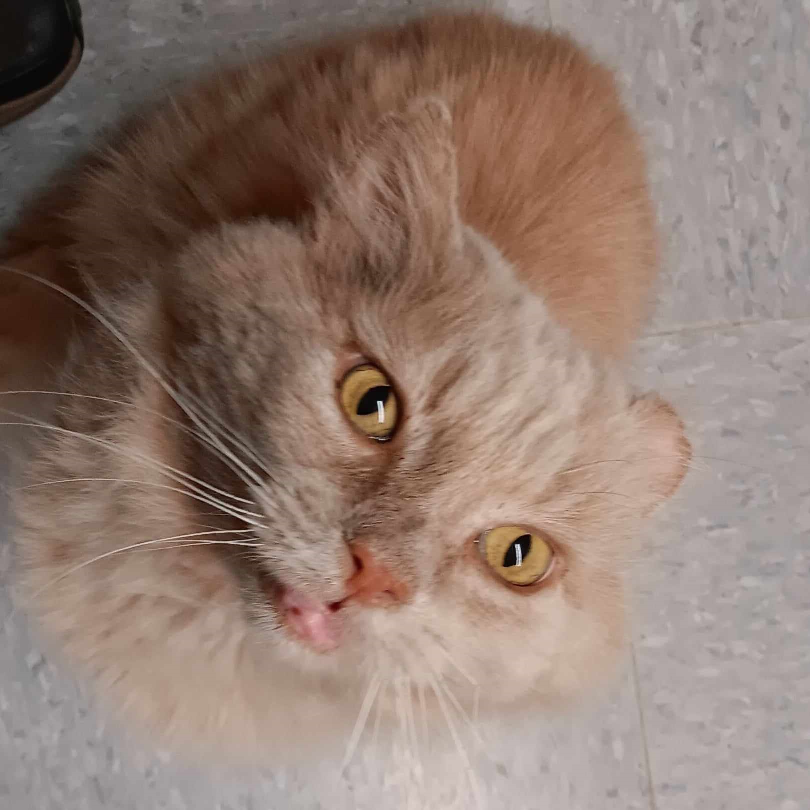 Enlarge Finn, an adoptable Domestic Medium Hair in Vine Grove, KY image 3/6