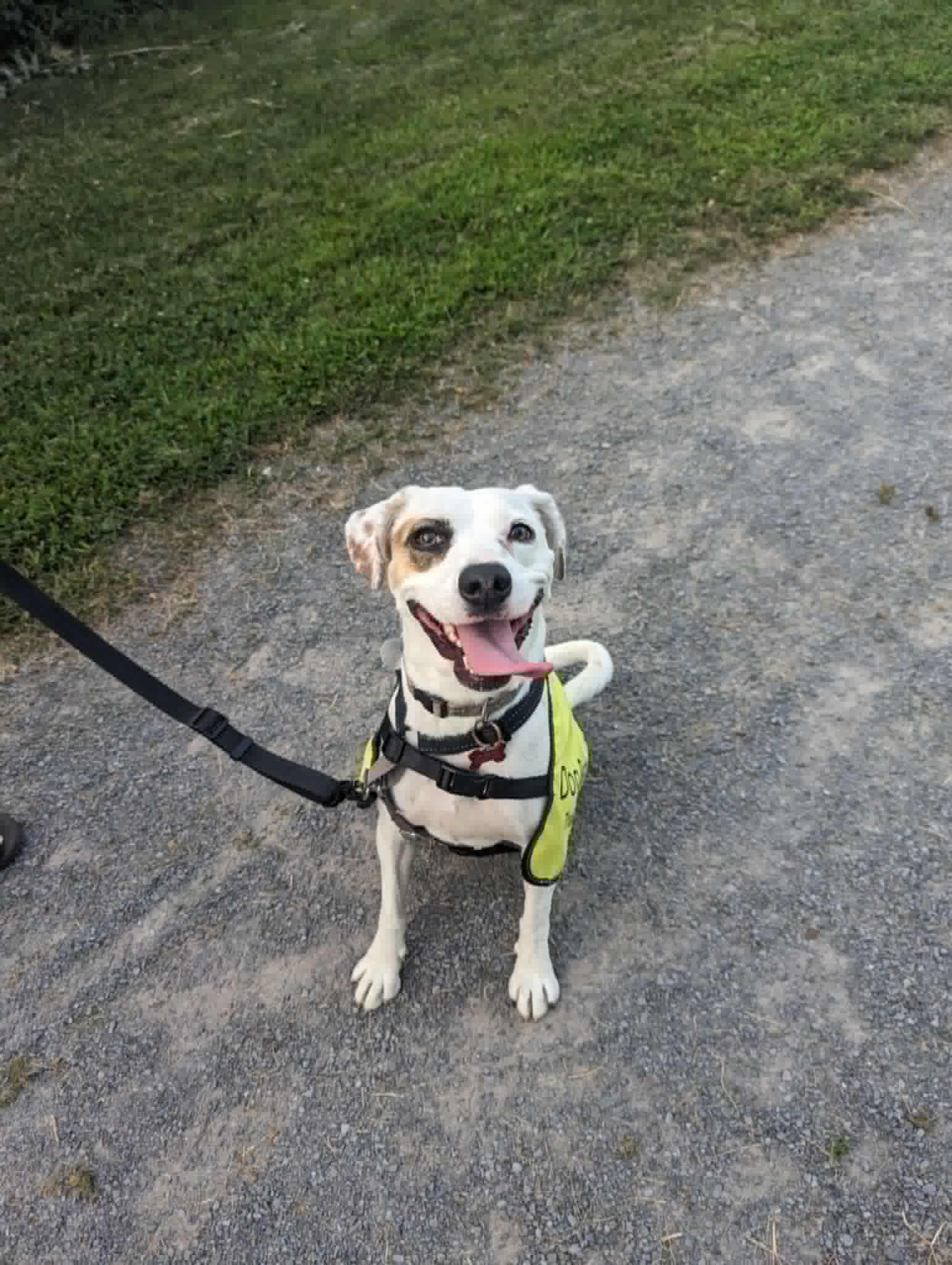 Enlarge Penny, a Adoptable mixed breed in Vaudreuil-Dorion, QC image 1/6