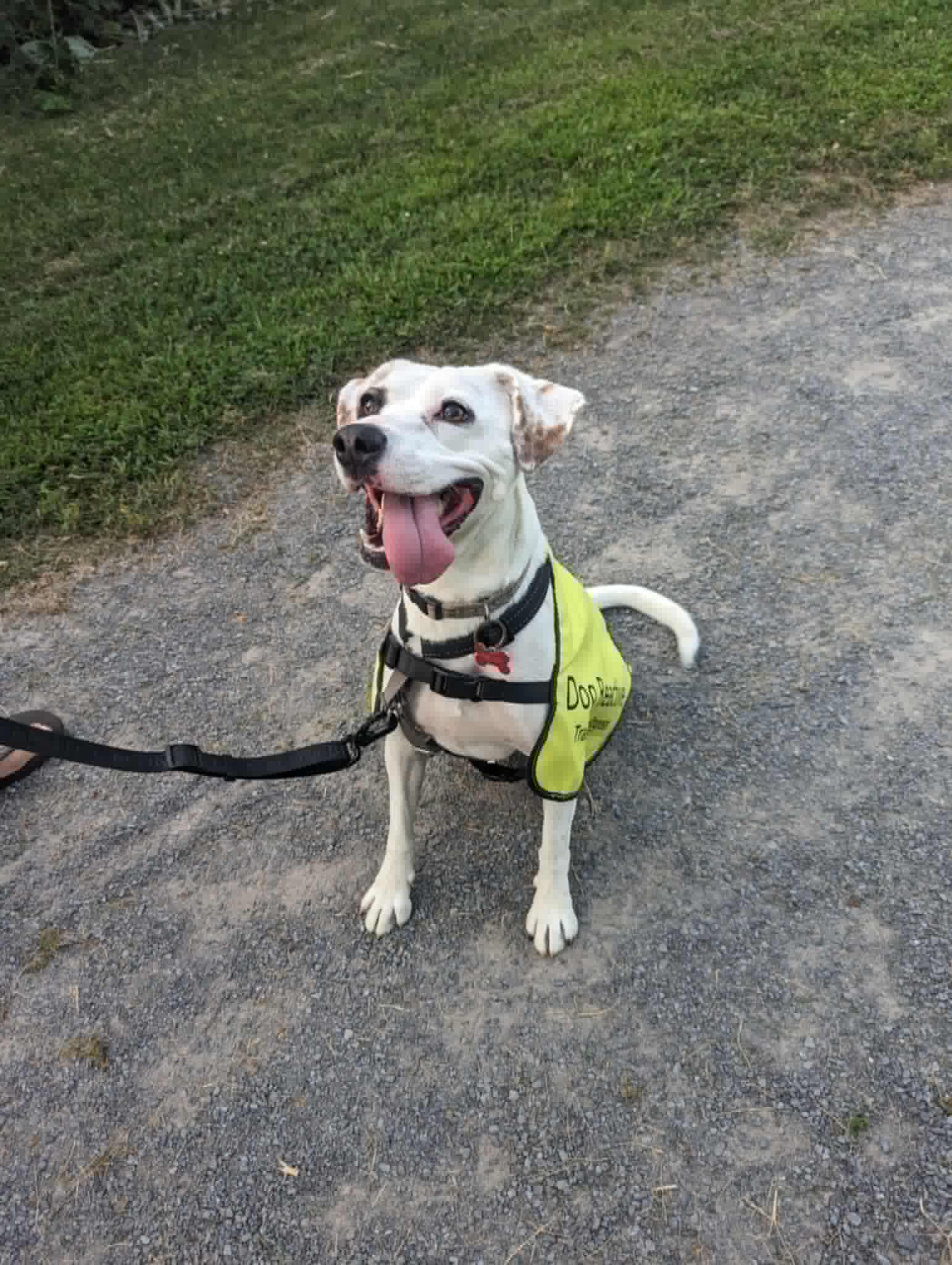 Penny, Adoptable, Adult Female Jack Russell Terrier.