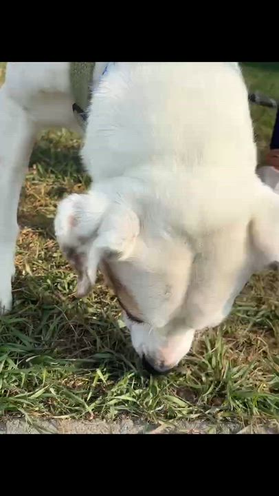 Enlarge Penny, a Adoptable mixed breed in Vaudreuil-Dorion, QC video 3/6