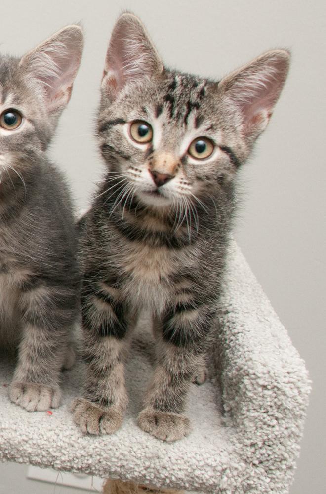 Enlarge Clover (gets adopted with Ladybug), an adopted Tabby in Westminster, CO image 4/6