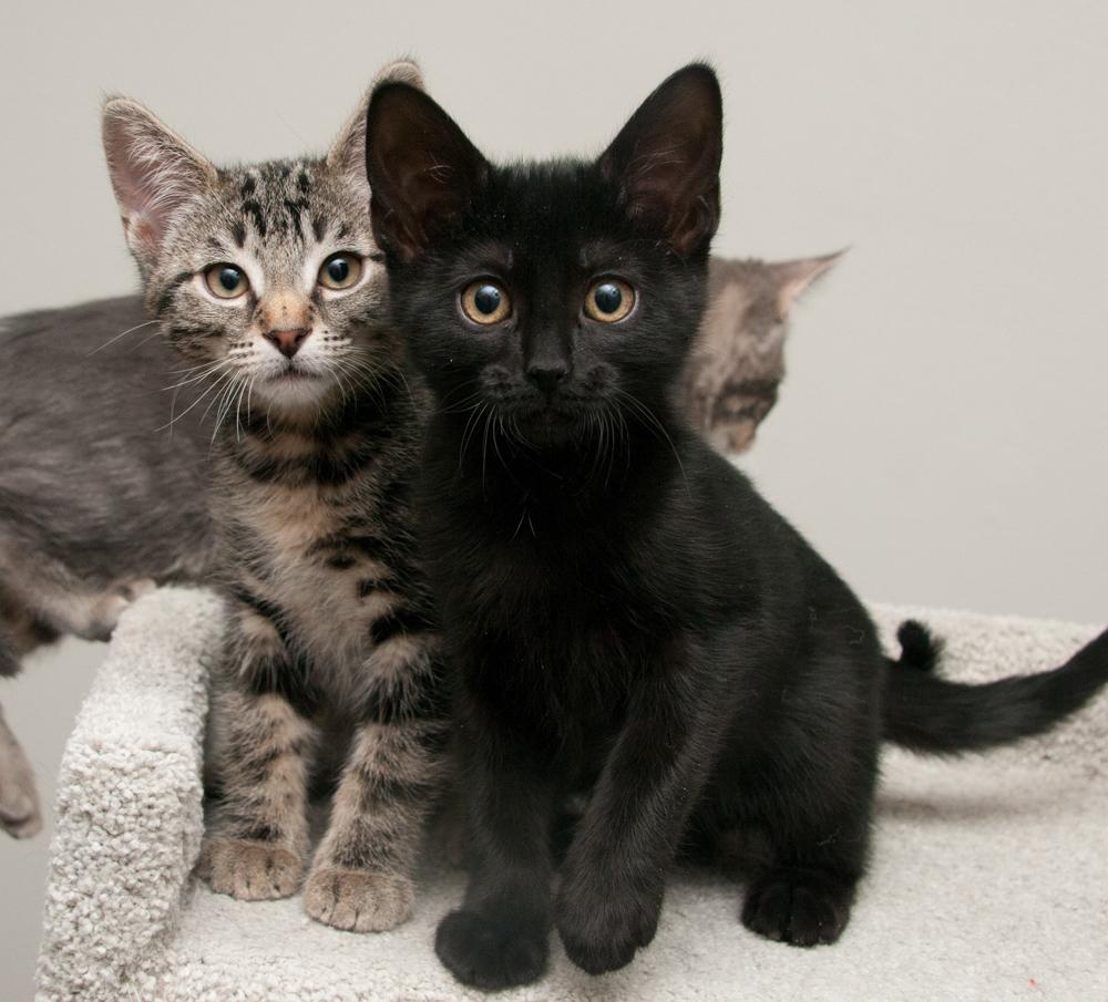 Clover (gets adopted with Ladybug) — thumbnail 2