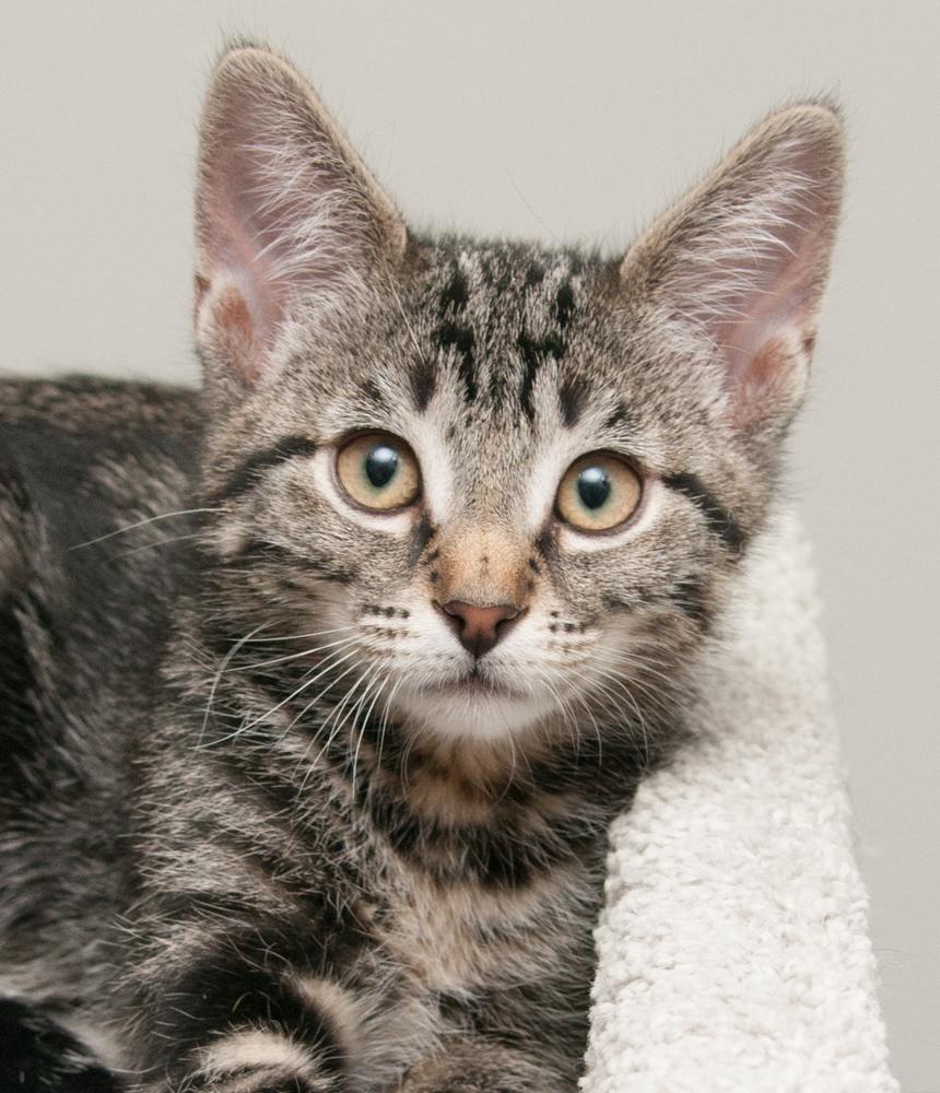 Clover (gets adopted with Ladybug), Adoptable, Kitten Female Tabby.