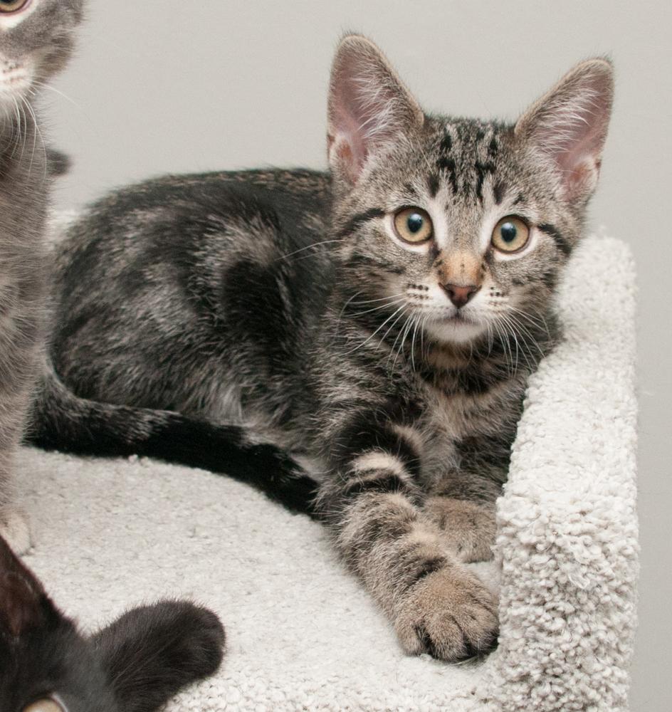 Enlarge Clover (gets adopted with Ladybug), an adopted Tabby in Westminster, CO image 5/6