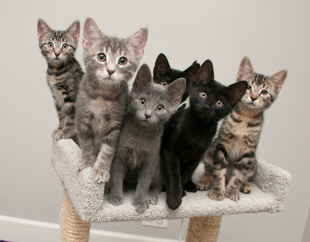 Enlarge Clover (gets adopted with Ladybug), an adopted Tabby in Westminster, CO image 6/6