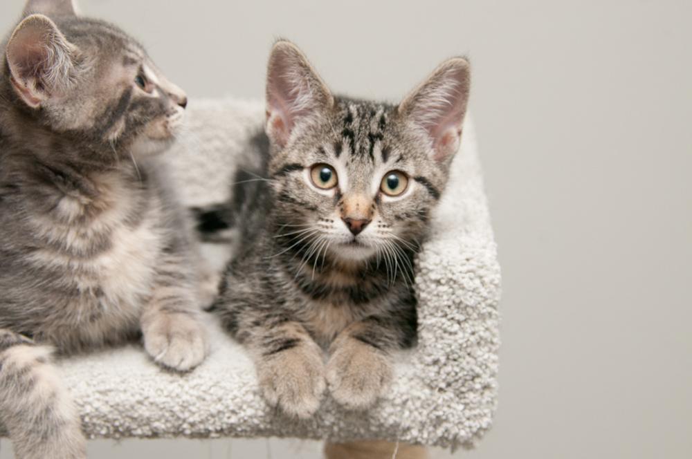 Enlarge Clover (gets adopted with Ladybug), an adopted Tabby in Westminster, CO image 3/6