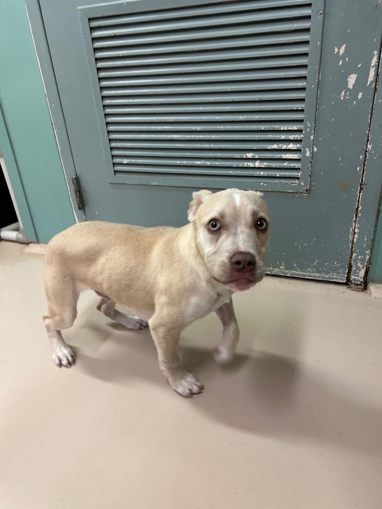 Spike, Adopted, Puppy Male Pit Bull Terrier.