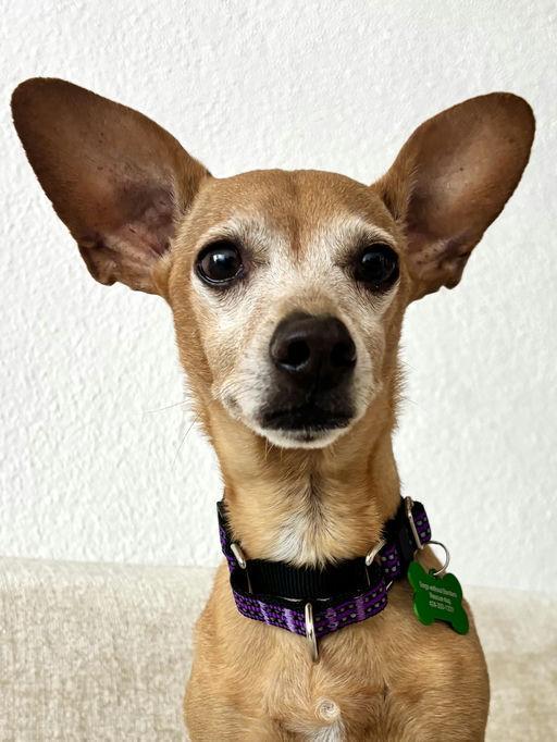 Toby, ADOPTABLE, Adult Male Dachshund.