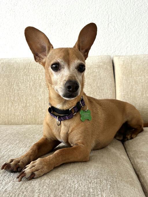 Toby, a ADOPTABLE Dachshund in Los Angeles, CA image 2/4