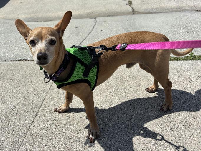 Toby, a ADOPTABLE Dachshund in Los Angeles, CA image 3/4
