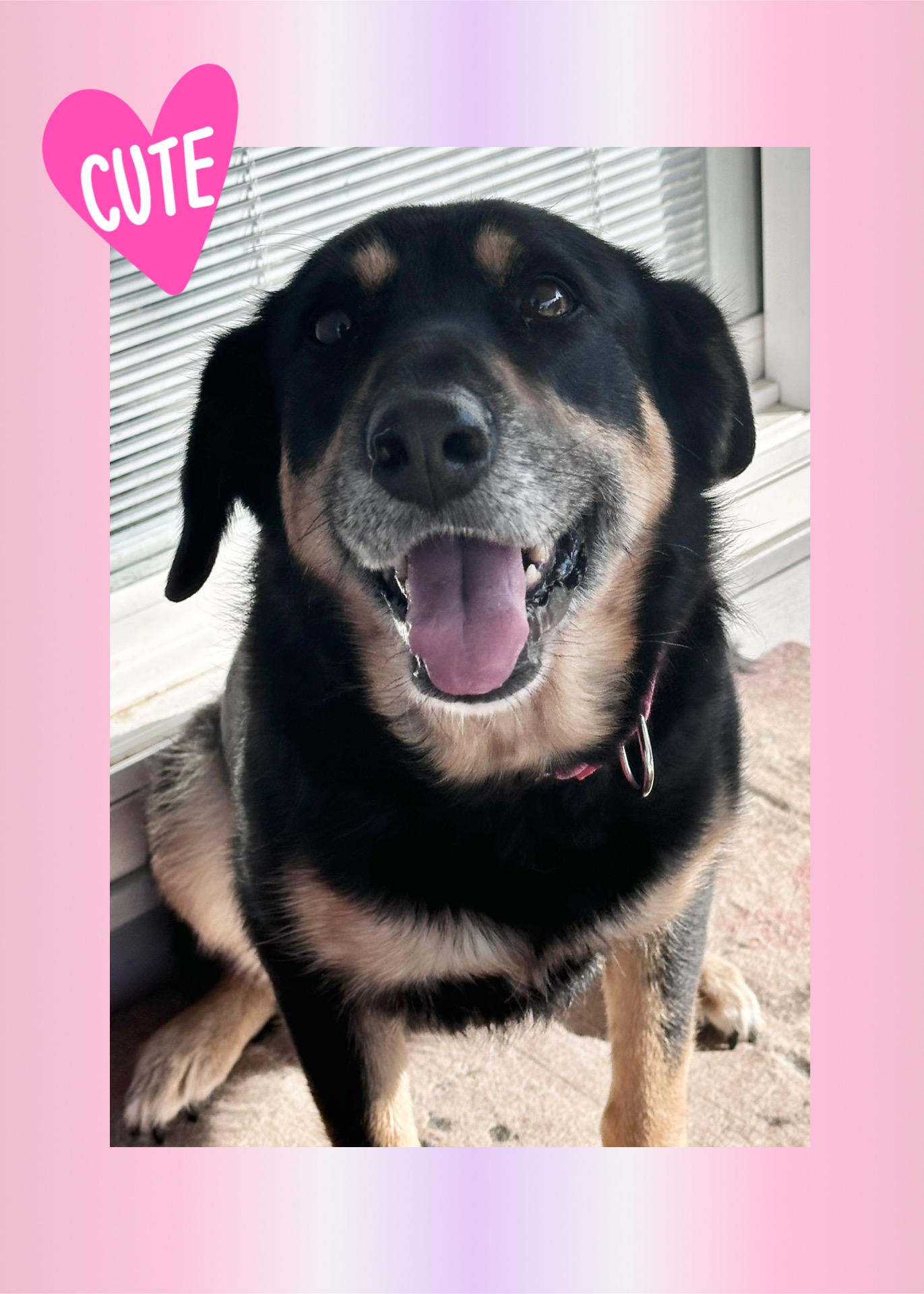 Nala, Adopted, Adult Female Hound & Doberman Pinscher.