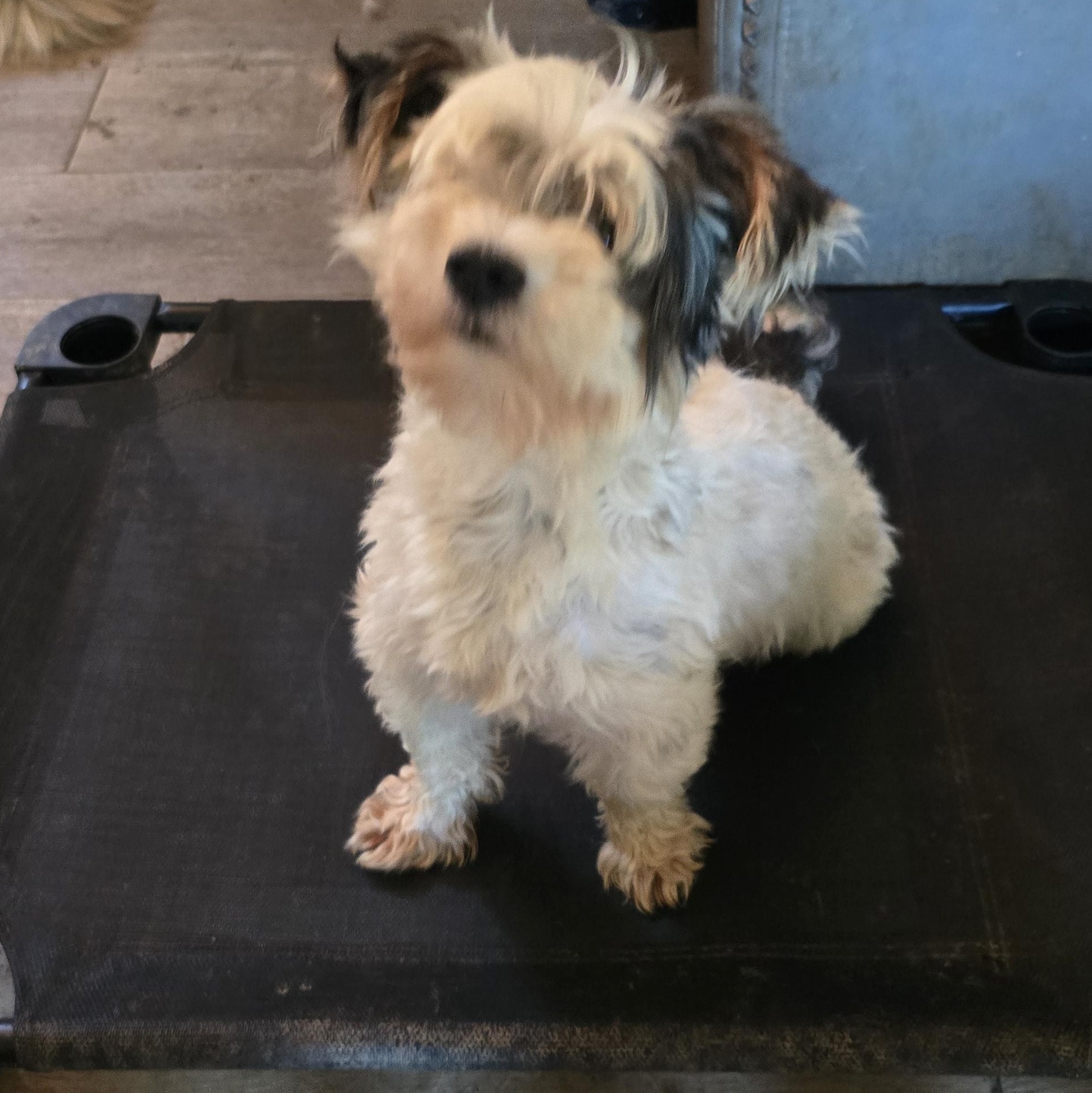 Enlarge Micha, a ADOPTABLE Yorkshire Terrier in Zaleski, OH image 2/2
