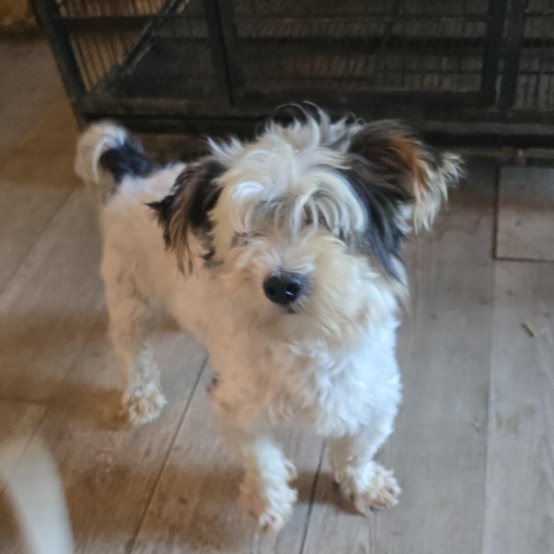 Enlarge Micha, a ADOPTABLE Yorkshire Terrier in Zaleski, OH image 1/2