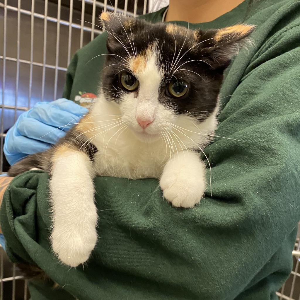 Enlarge Belladonna, a Adoptable Domestic Short Hair in Los Angeles, CA image 1/6