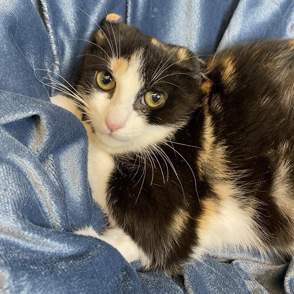 Enlarge Belladonna, a Adoptable Domestic Short Hair in Los Angeles, CA image 2/6