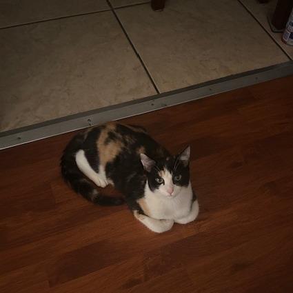 Enlarge Belladonna, a Adoptable Domestic Short Hair in Los Angeles, CA image 3/6