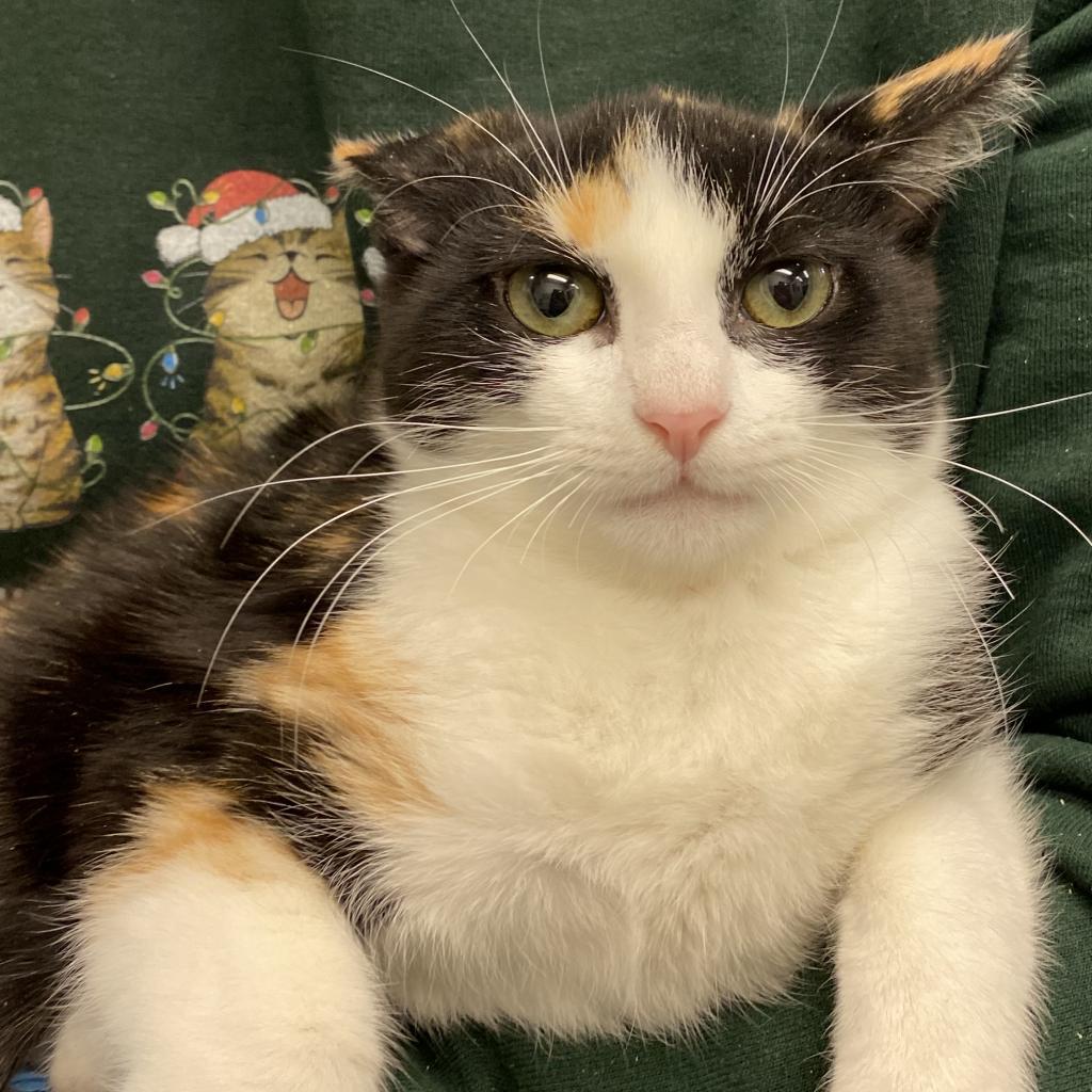 Enlarge Belladonna, a Adoptable Domestic Short Hair in Los Angeles, CA image 4/6