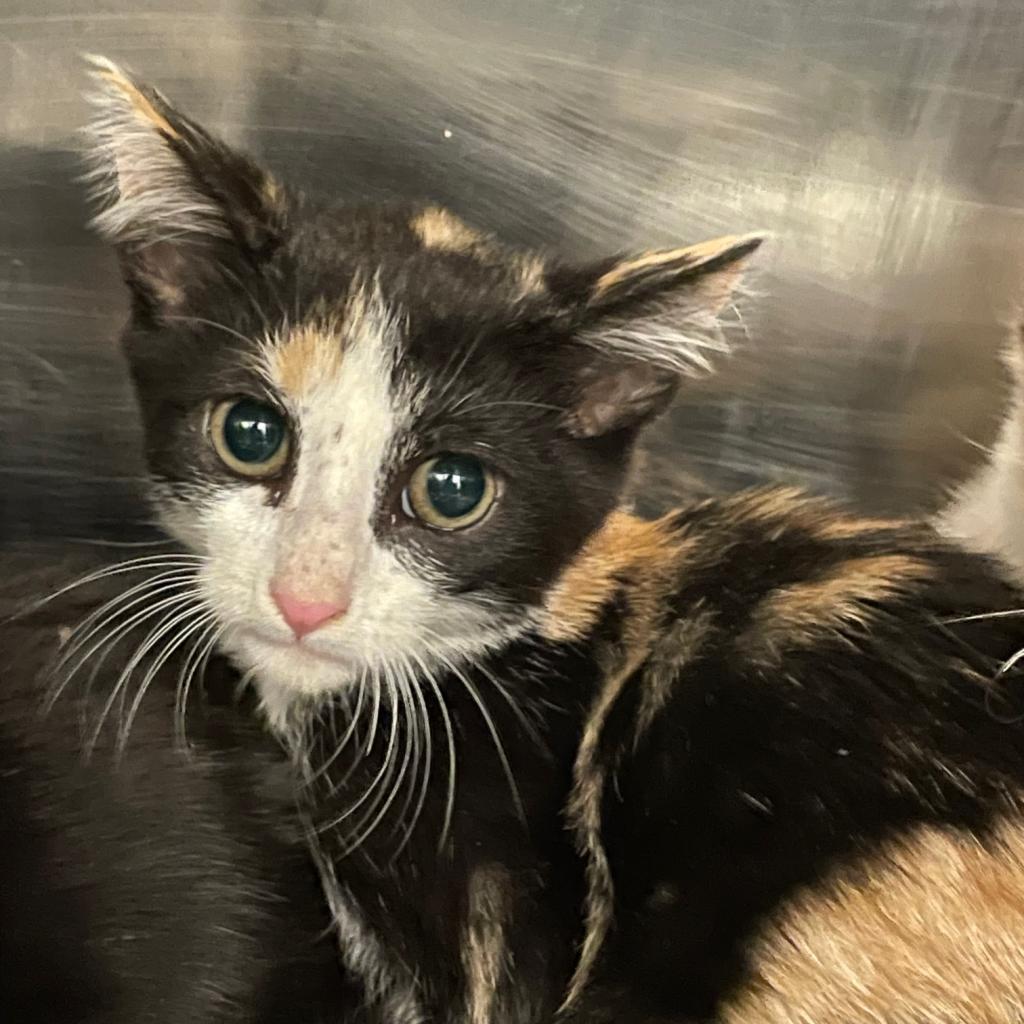 Enlarge Belladonna, a Adoptable Domestic Short Hair in Los Angeles, CA image 5/6