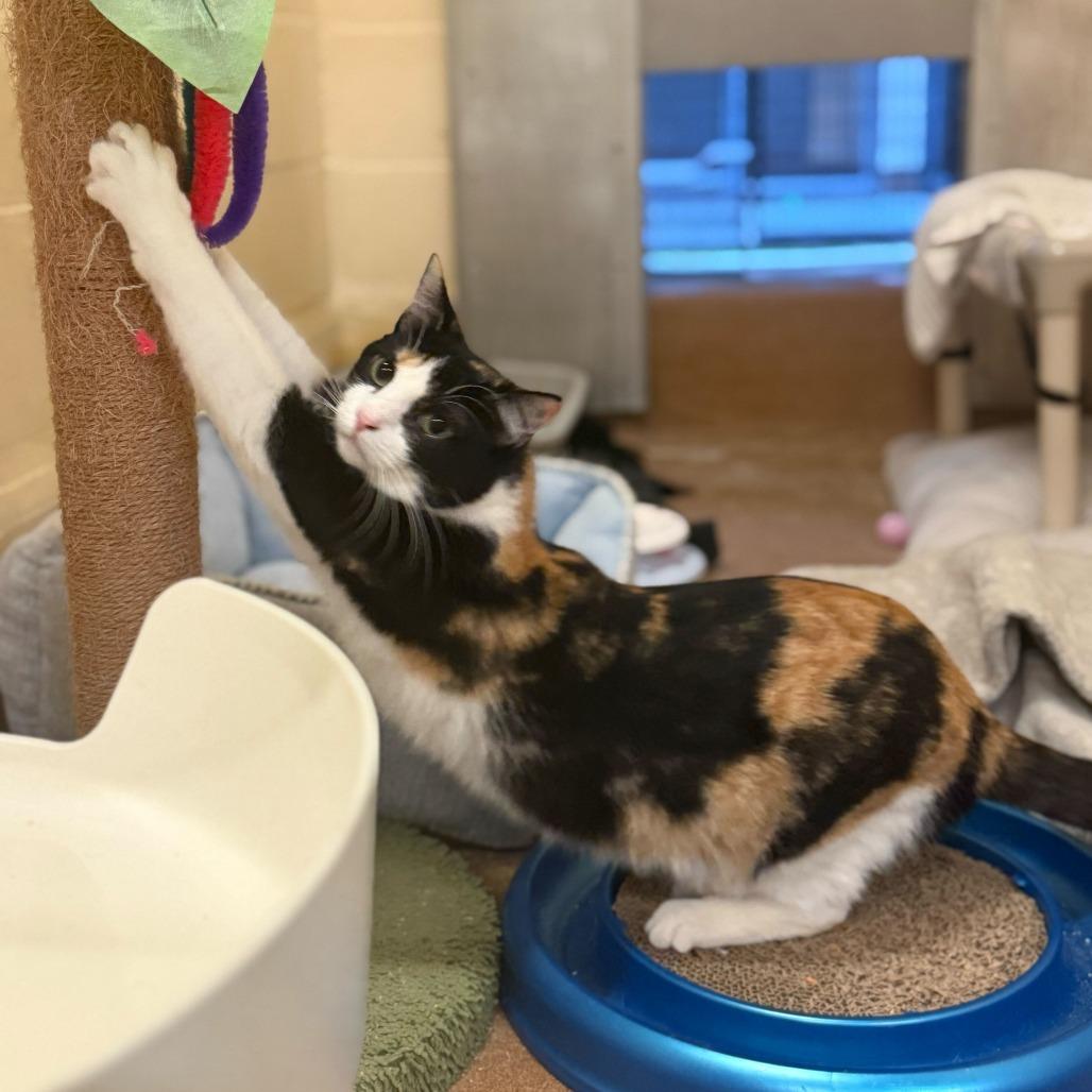 Enlarge Belladonna, a Adoptable Domestic Short Hair in Los Angeles, CA image 6/6