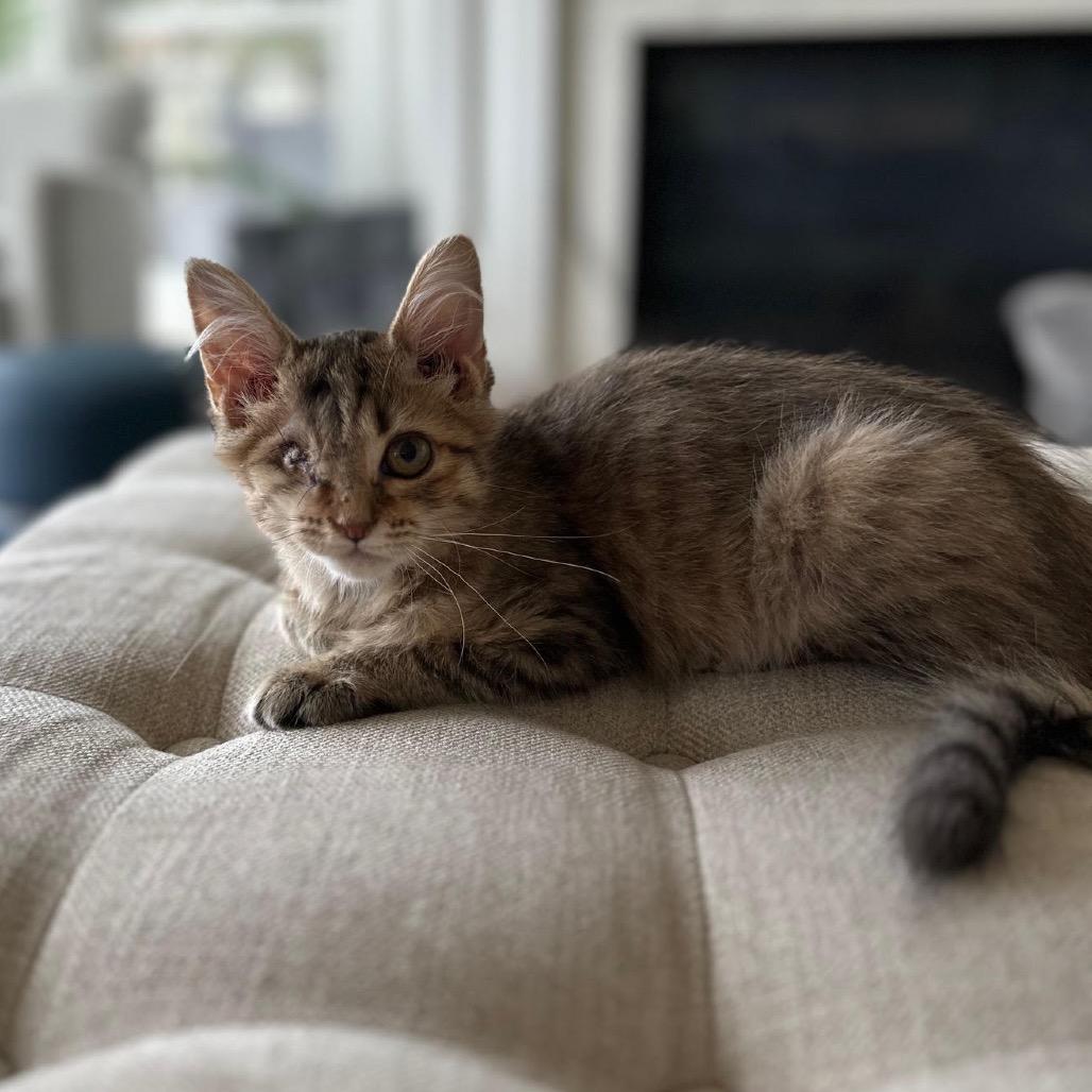 Enlarge Eva Imani, a Adoptable Domestic Long Hair in Madison, WI image 1/4