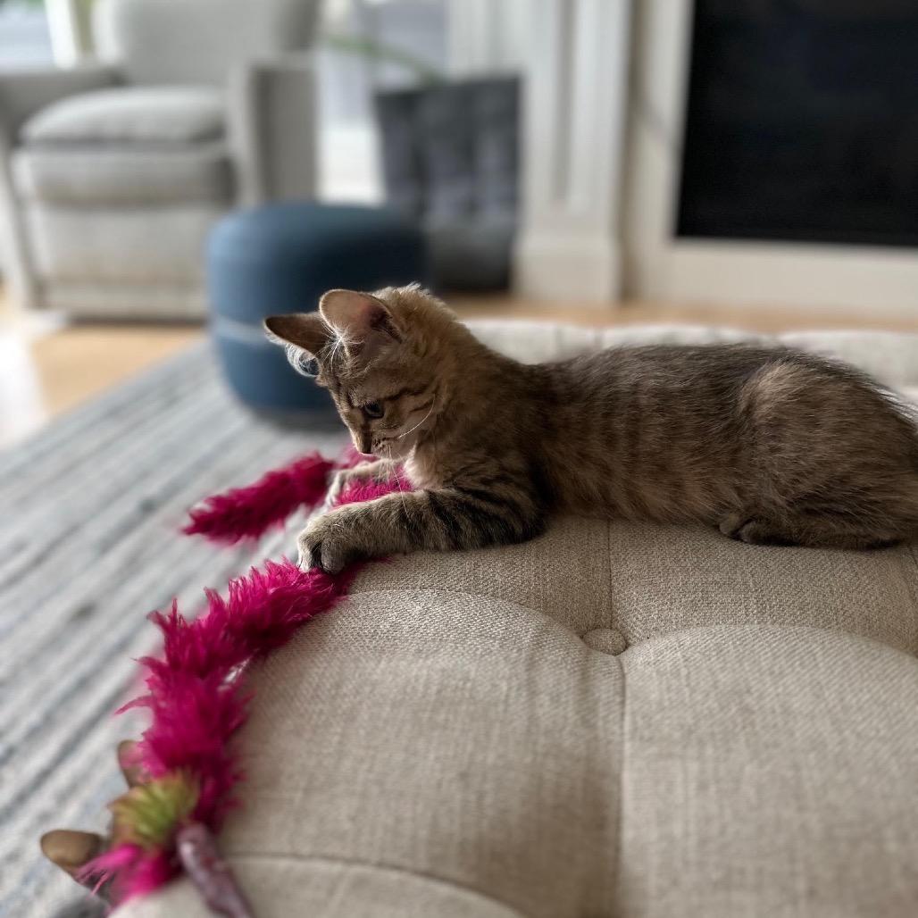 Enlarge Eva Imani, a Adoptable Domestic Long Hair in Madison, WI image 3/4