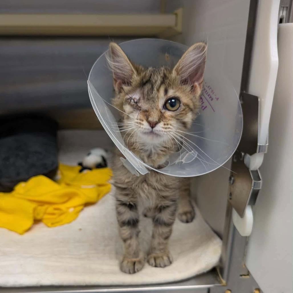 Enlarge Eva Imani, a Adoptable Domestic Long Hair in Madison, WI image 4/4