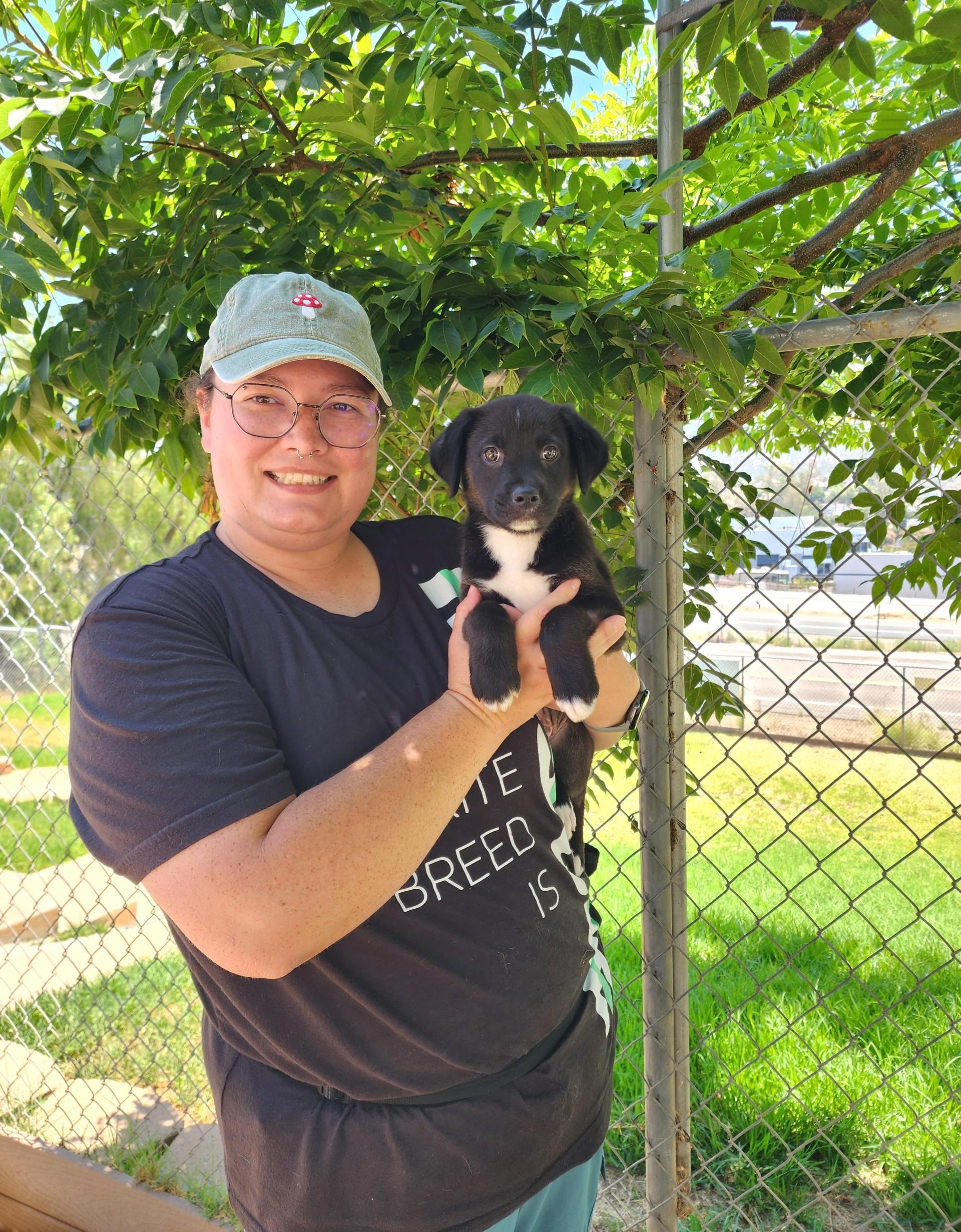 Enlarge Puppy (new name pending), a ADOPTABLE mixed breed in El Cajon, CA image 1/1