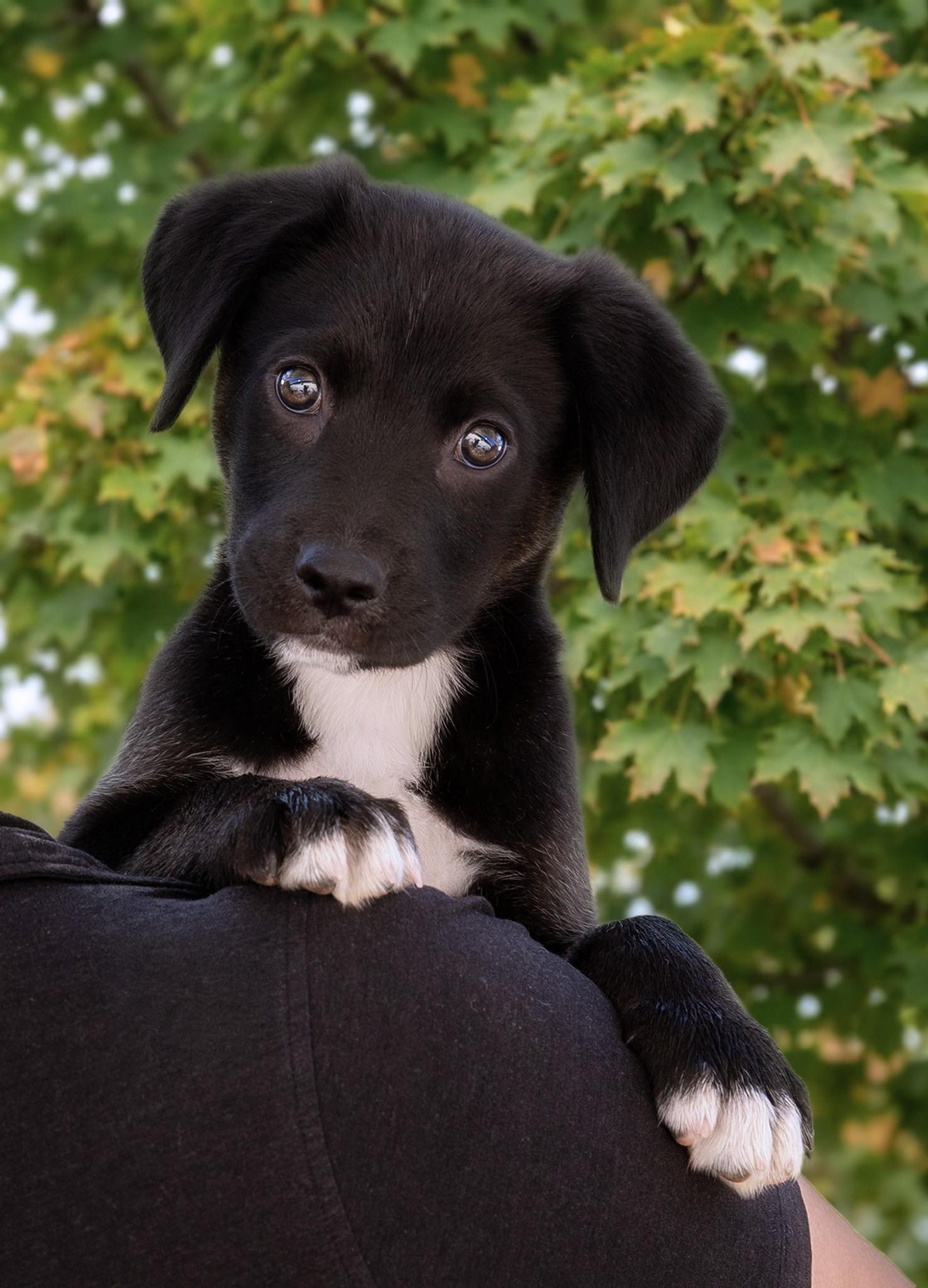 Enlarge Eli, an adopted mixed breed in El Cajon, CA image 1/3