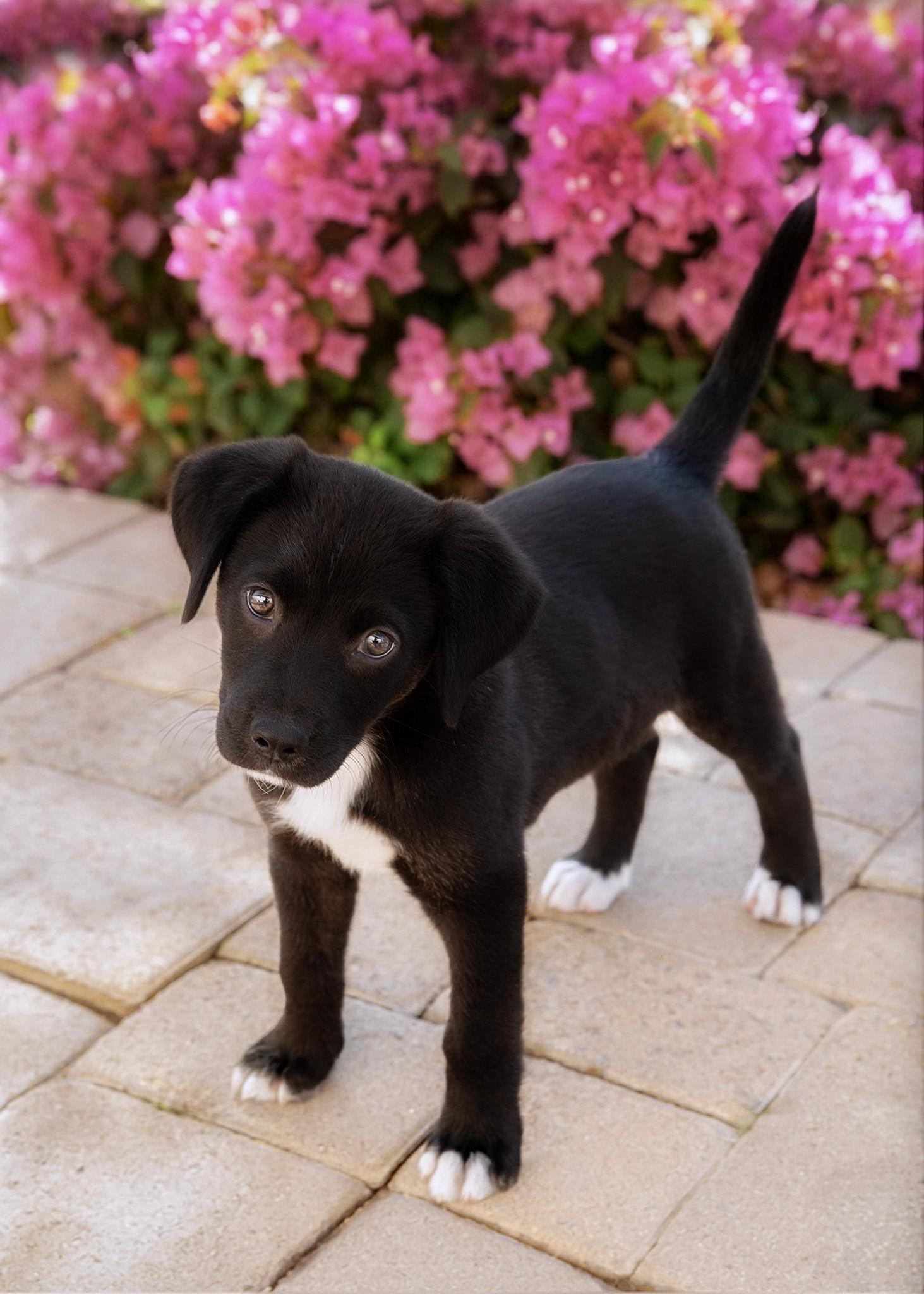 Enlarge Eli, an adopted mixed breed in El Cajon, CA image 2/3