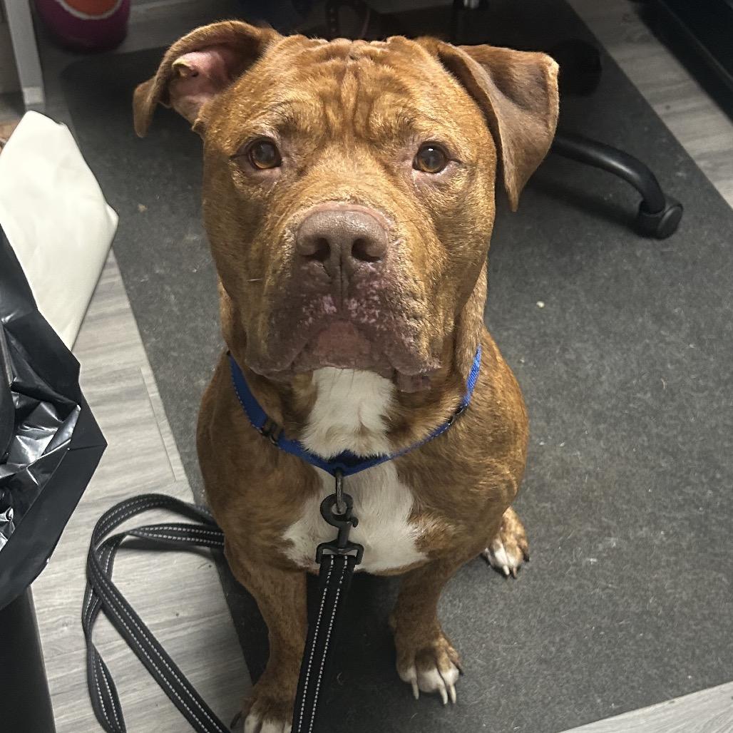 Enlarge Hooch, a Adoptable American Bulldog in Greenville, PA image 1/1