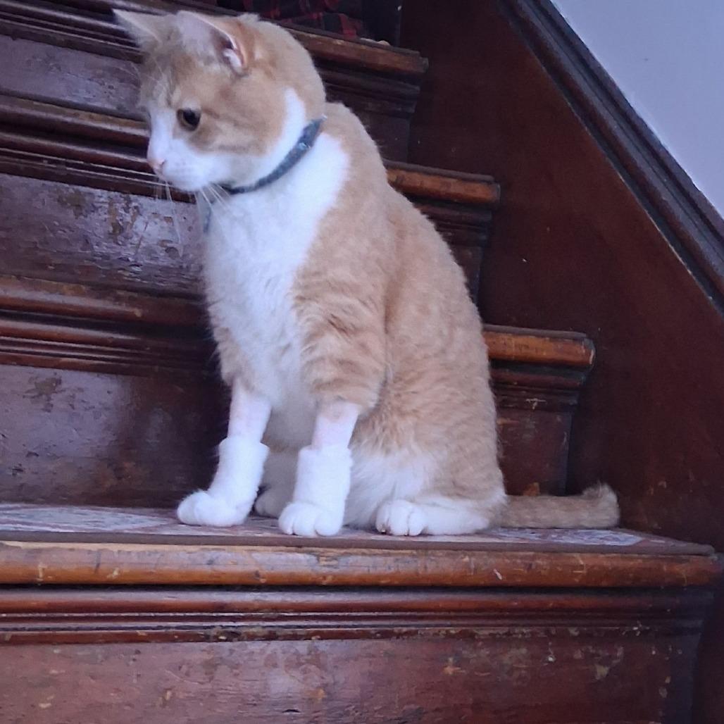 Meeko, Adoptable, Adult Male Domestic Medium Hair.