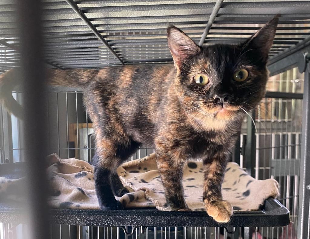 Enlarge Karma, a Adoptable mixed breed in Cumming, GA image 1/3