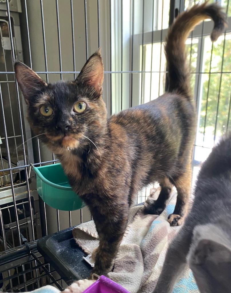 Enlarge Karma, a Adoptable mixed breed in Cumming, GA image 2/3