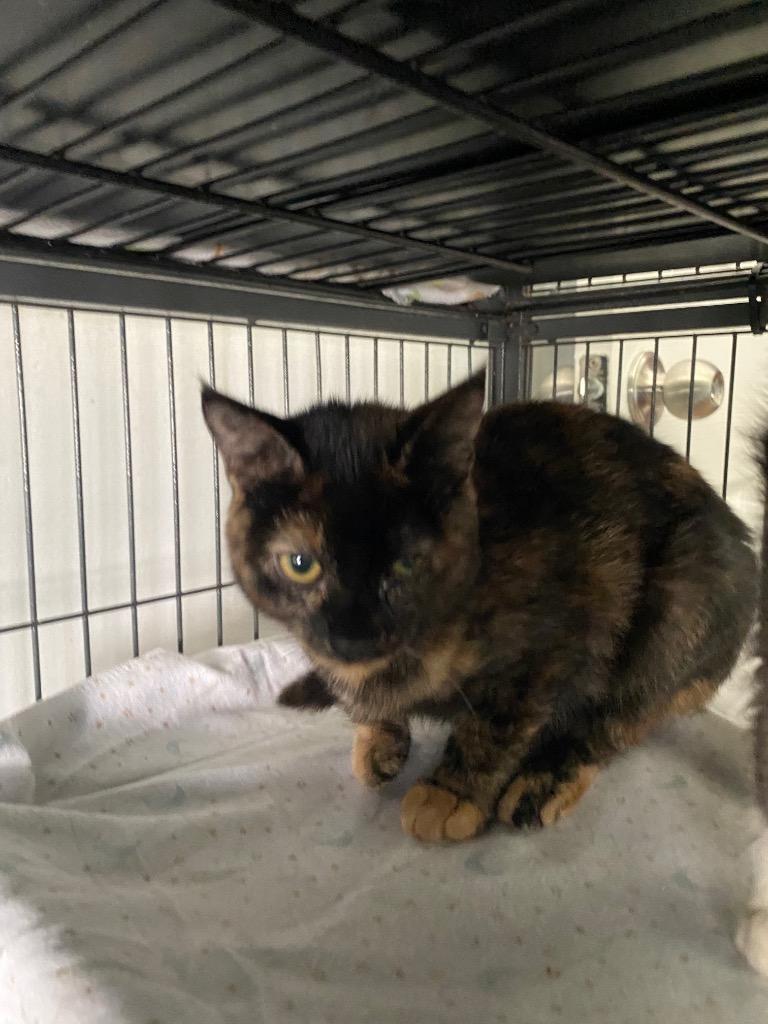 Enlarge Karma, a Adoptable mixed breed in Cumming, GA image 3/3