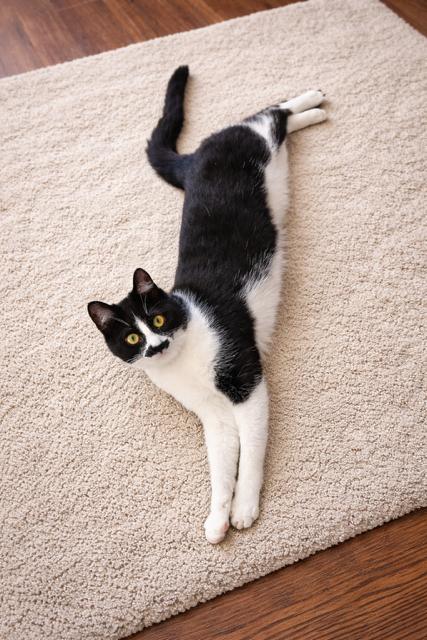 Stella (Bonded to Bella)