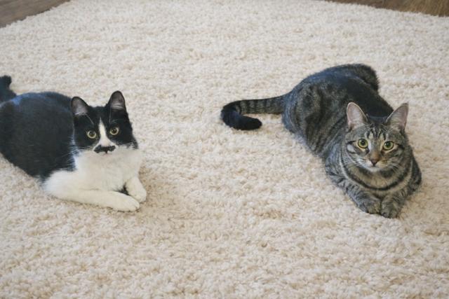 Stella (Bonded to Bella) — thumbnail 2