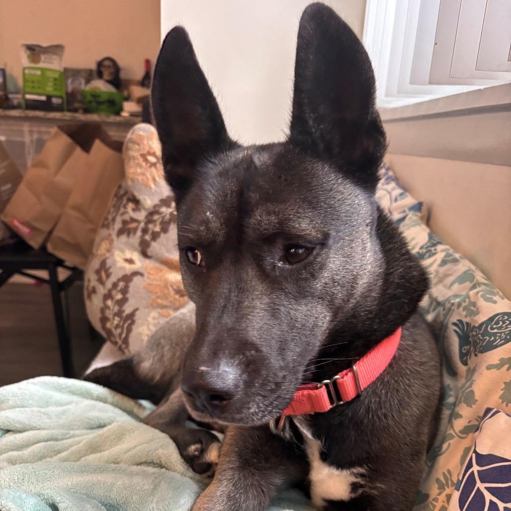 Ace, Adoptable, Adult Male Husky & Pit Bull Terrier.