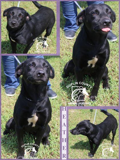 Heather, Adoptable, Young Female Retriever & Mixed Breed.
