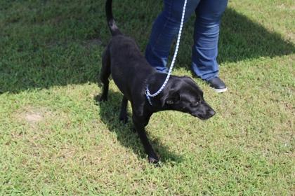 Enlarge Heather, a Adoptable mixed breed in Kenansville, NC image 2/3