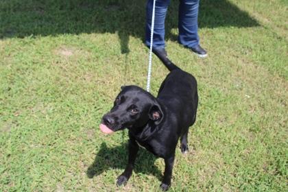 Enlarge Heather, a Adoptable mixed breed in Kenansville, NC image 3/3
