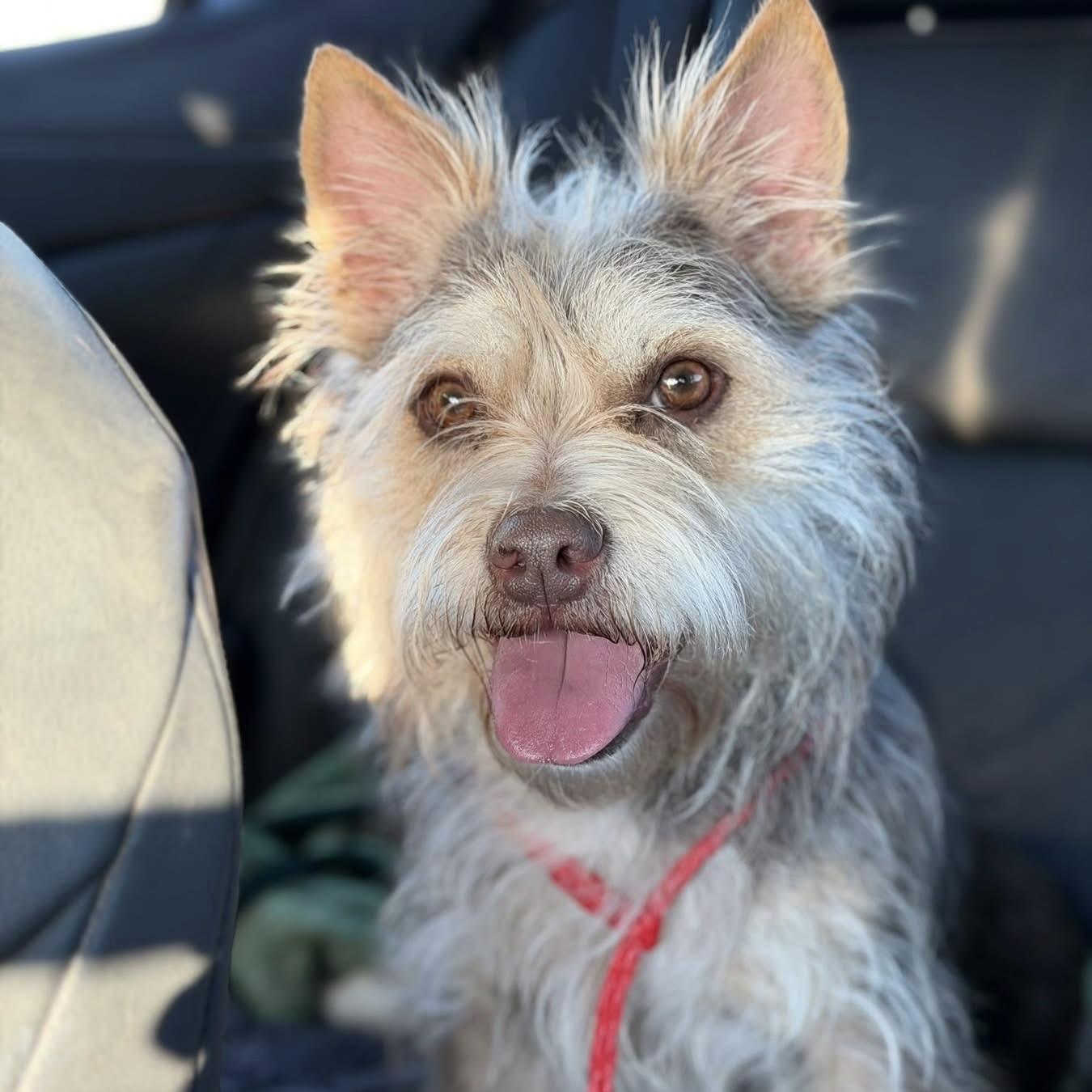 Sadie, adopted, Adult Female Terrier.