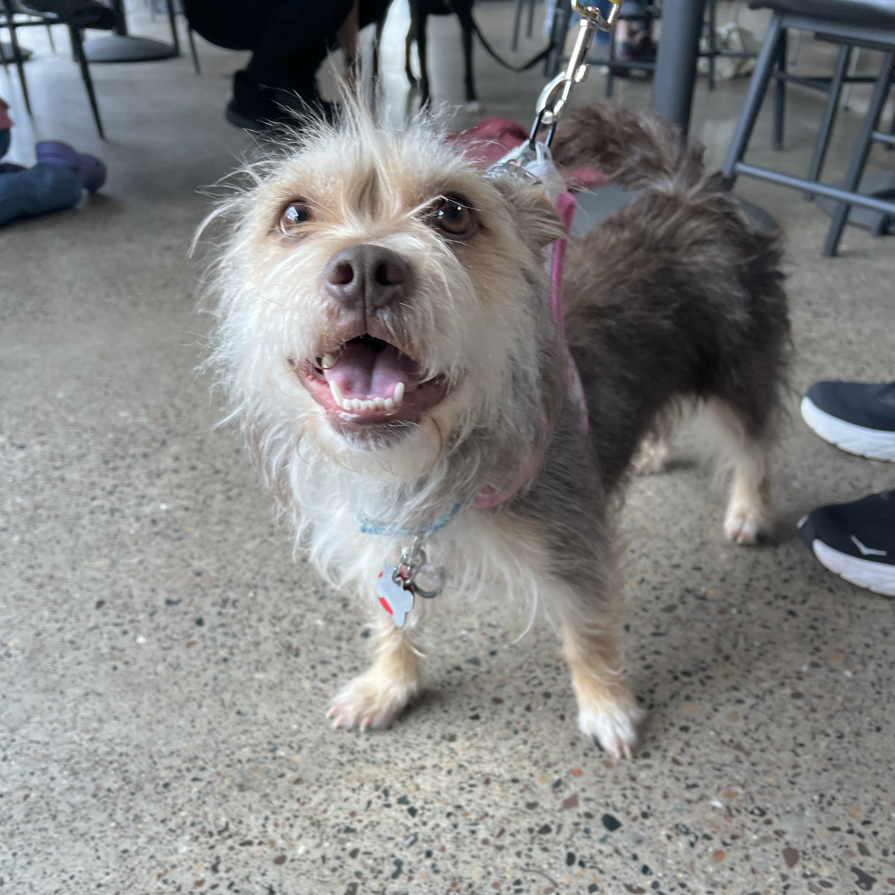 Enlarge Sadie, an adopted mixed breed in Prior Lake, MN image 2/6