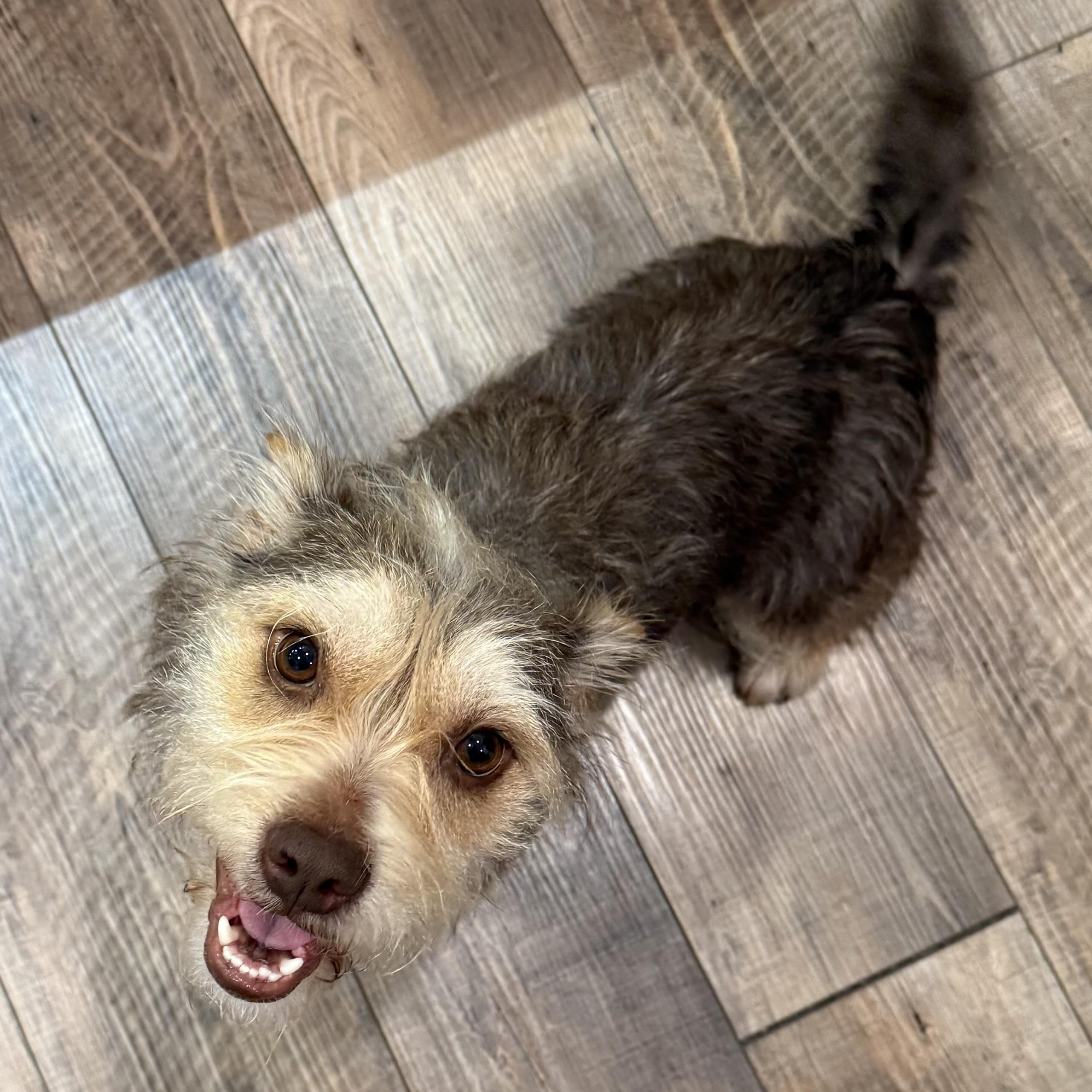 Enlarge Sadie, an adopted mixed breed in Prior Lake, MN image 3/6