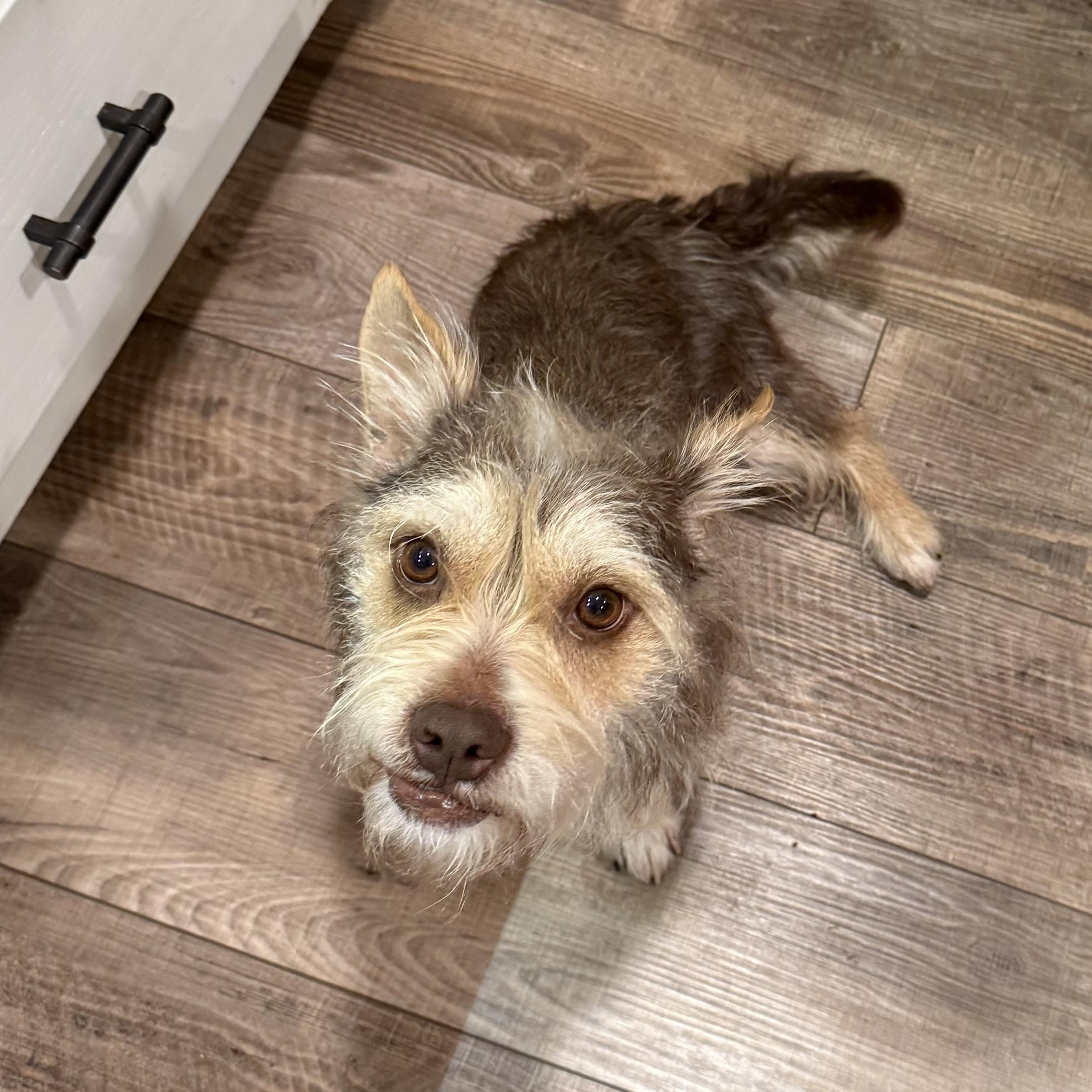 Enlarge Sadie, an adopted mixed breed in Prior Lake, MN image 6/6